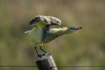 Whistling  Heron, Syrigma sibilatrix, Iberà Marshes, Corrientes Province, Argentina