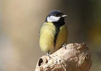 Female European Great Tit (Parus major) facing the camera