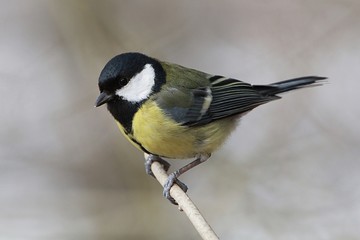 Male European Great Tit (Parus major) perching on a branch