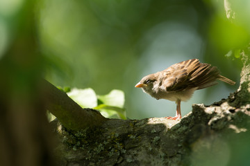 Tree Sparrow chick stretching