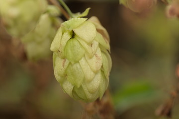 Szyszka dzikiego chmielu.