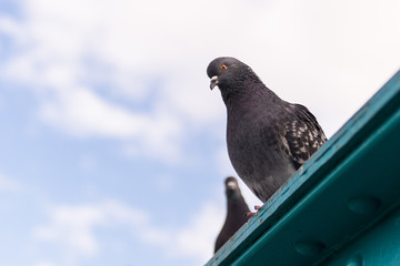 Two doves peeping in advance