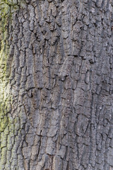 Bark of century-old oak in the national park.
