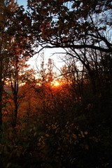 Landschaft Steigerwald Herbst Eiche Sonne scheint durch Blätter