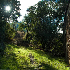 Fototapeta premium Green walk