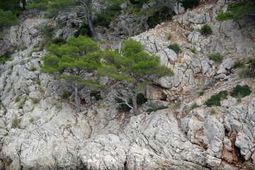 Baum an einer Felswand