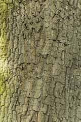 The old rotten tree covered by moss.