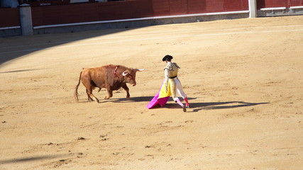 Bullfighting
