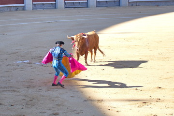 Bullfighting