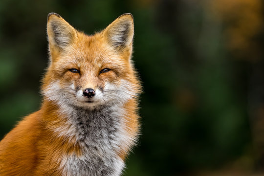Red Fox - Vulpes vulpes, close-up portrait with bokeh of pine trees in the background. Making eye contact.