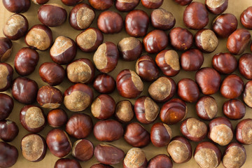 Horse chestnut on a background of cardboard