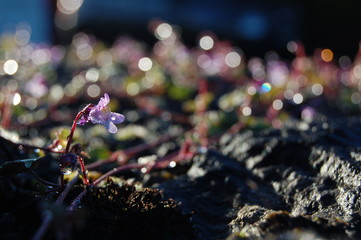 wild violet flower in morning light