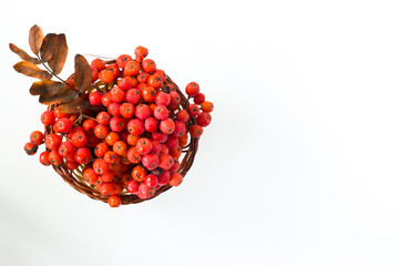 Basket with rowan branches.