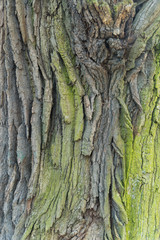 Beautiful pattern of moss on the old oak.