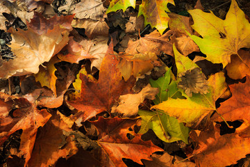 Colorful and bright background made of fallen autumn leaves