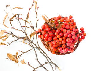 Basket with rowan branches.