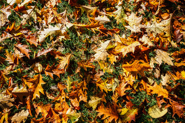 Pile of fresh autumn fall leaves changing colour on ground

