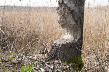 Woody nibbled by beaver