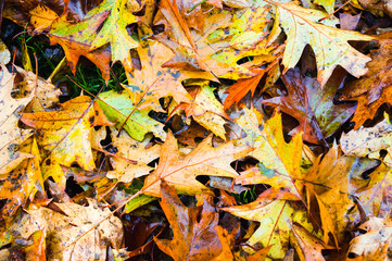 Pile of fresh autumn fall leaves changing colour on ground

