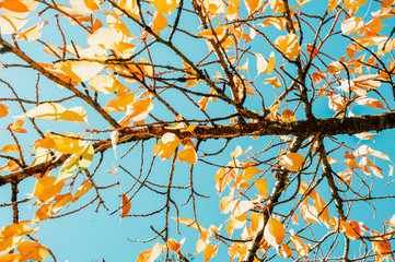 Autumn or fall leaves on a tree changing colour to yellow orange red gold with a sunny blue sky in the background
