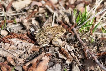 Frog trying to hide among the leaves