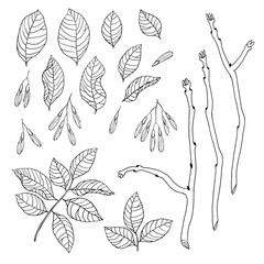Vector hand drawn black and white floral set of ash tree - 125647857