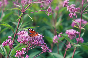 European Peacock Butterfly Sitting On Wild Purple Flower