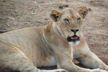 Lion
