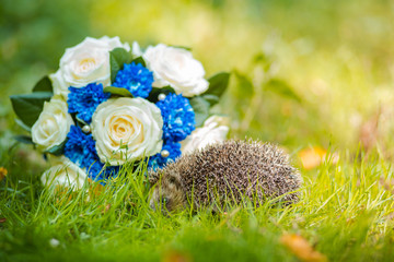 Young hedgehog in natural habitat © honcharr