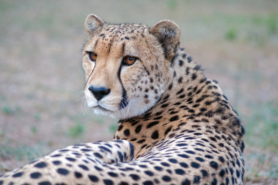 Close-up portrait of a cheetah resting, Kruger National Park, Mopani, Limpopo, South Africa