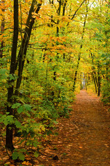 Fototapeta na wymiar Pathway in the autumn forest.