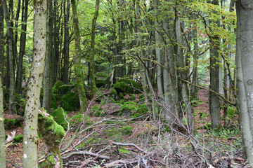 Obraz premium Secret forest