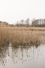 Reeds growing over the lake.