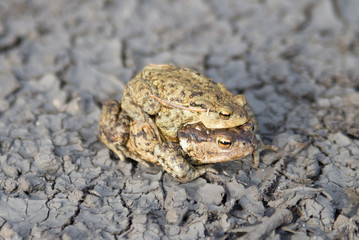 A pair of amphibians during the spring mating season. © Fotografeusz