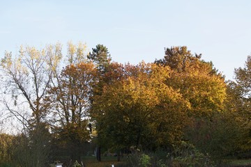 Naklejka premium Arbre automne