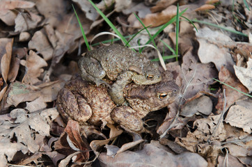 Reproduction of frogs
