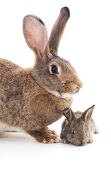Fototapeta premium Rabbit with child.