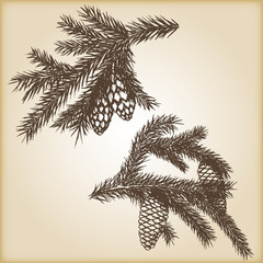Hand drawn rustic vintage design vector elements. Forest collection of coniferous branches and pine cones isolated on brown background.