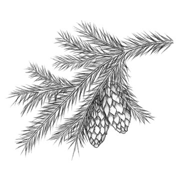 Realistic vintage engraving wreath of fir branches and pine cones, beads isolated on white background. Christmas, New Year design elements.