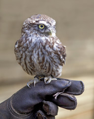 Baby Owl