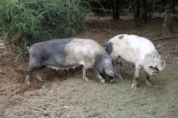 two celtic pigs