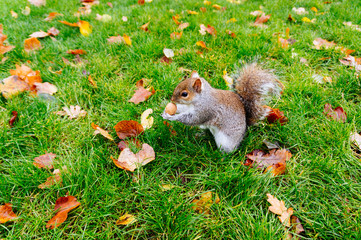 Squirrel eating a nut