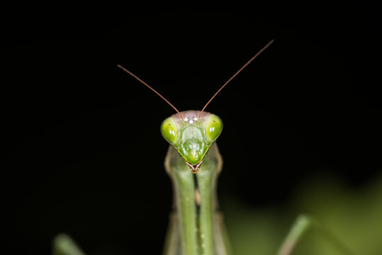 Macro di mantide religiosa