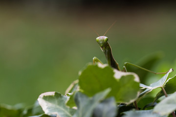 Macro di mantide religiosa