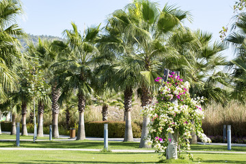 Obraz premium Palmiyeler