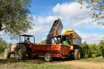 Traktor übernimmt Weintrauben von Traubenvollernter