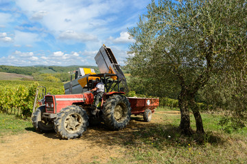 Weinlese in der Toskana mit Traubenvollernter
