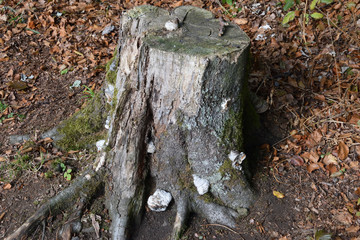 Dead tree