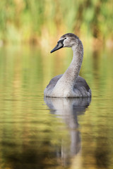 Mute Swan, cygnus olor