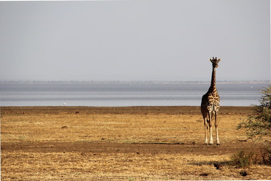 Giraffe at the lake